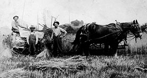 PO-766-41- Havesting wheat- Likely Meadowbrook Farm with Swing Rock- c 1914-1915
