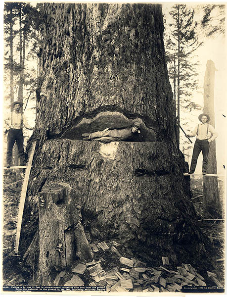 PO 804 3 Three men cutting huge tree with hand saws and axes Kinsey 1906 Logging hand Merged