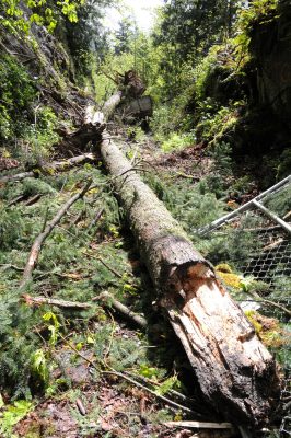 Trees and landslide across tracks. May 10, 2004.