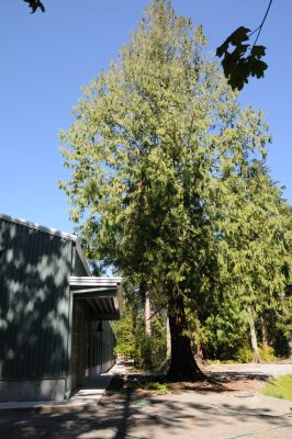 Northeast exterior of Train Shed Exhibit Hall with Cedar tree.