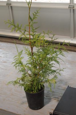 Cedar tree in pot.