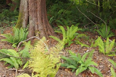 Native plants.