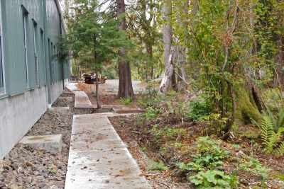 Sidewalk angles around tree.