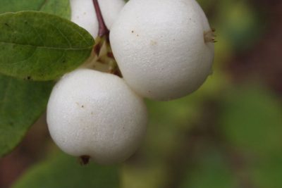 Snowberry.