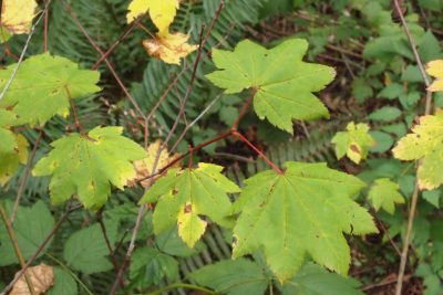 Vine maple.