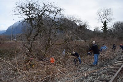 Volunteers removing blackberry vines from the heritage orchard along the Museum's line