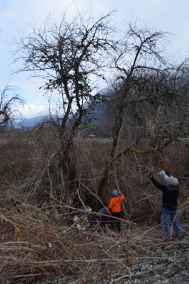 Volunteers clearing blackberry vines from the heritage apple trees along the Museum's rail line