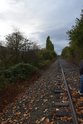 Heritage apple trees alongside the Snoqualmie Valley Railroad mainline outside North Bend, WA