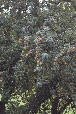Heritage apples in a tree. This tree sits near the Snoqualmie Valley Railroad line near North Bend, WA