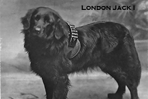 London Jack I courtesy The Railway News via The Newfoundland Club of America