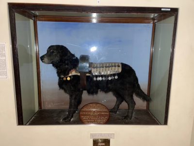 London Jack V, restored and adorned with the many medals awarded for his collecting work.  Photo provided by the Bluebell Railway Museum.