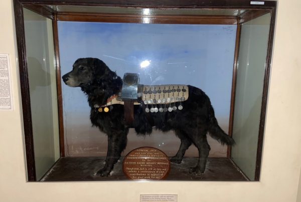 London Jack V, restored and adorned with the many medals awarded for his collecting work. Photo provided by the Bluebell Railway Museum.