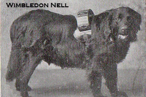 The original Wimbledon Nell wearing their donation boxes. Photos courtesy of The Railway News via The Newfoundland Club of America.