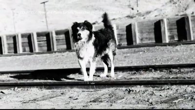 Shep the Sheepdog standing between the rails in Montana