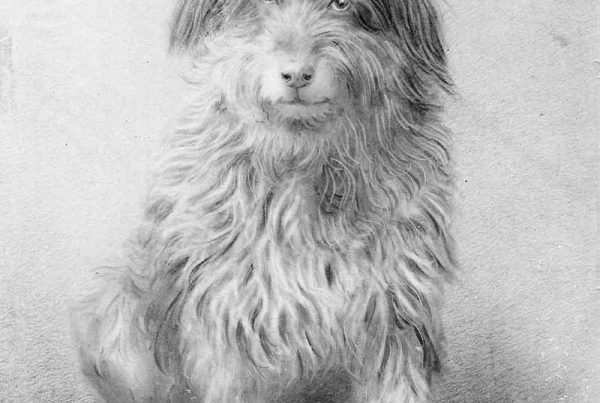 Drawing of Bob the Railway Dog courtesy of the National Railway Museum Port Adelaide South Australia.