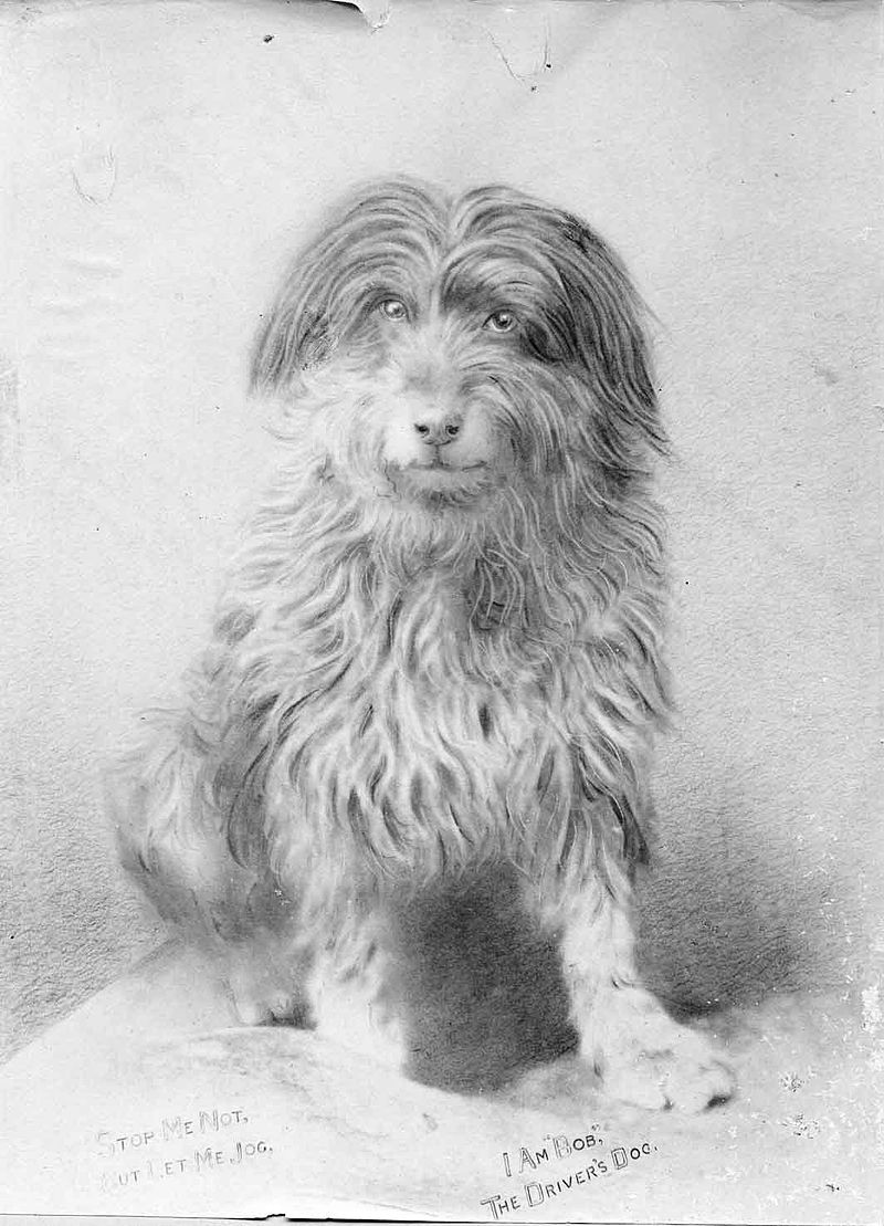 Drawing of Bob the Railway Dog courtesy of the National Railway Museum Port Adelaide South Australia.