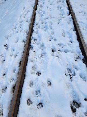 Railroad tracks in the snow. Hoofprints from the Snoqualmie Valley elk herd are visible in the snow.