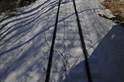 Railroad tracks running through snow-covered ground. Two sets of Coyote tracks can been seen walking through the snow along the line.