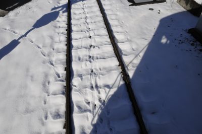 Railroad tracks in the snow. Both coyote and black-tailed deer tracks are visible in the snow.