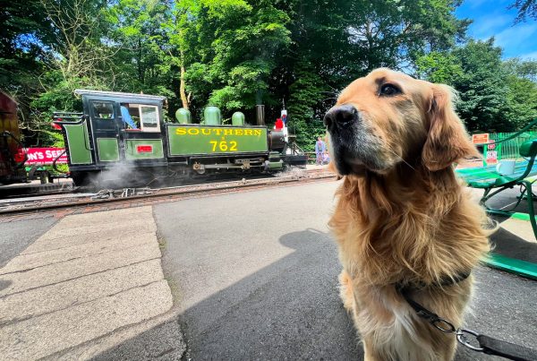 A golden retriever named Henry sits on a railway platform in Wales looking to the camera's left. Behind Henry is a bright green narrow gauge steam locomotive with yellow "Southern" and "762" on the tank named LYN. Photo courtesy Lynton & Barnstaple Railway.