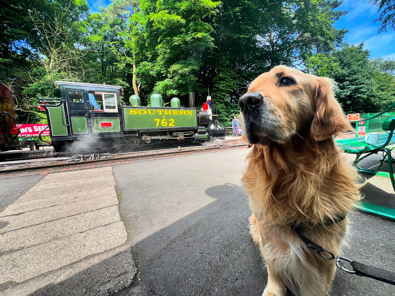 A golden retriever named Henry sits on a railway platform in Wales looking to the camera's left. Behind Henry is a bright green narrow gauge steam locomotive with yellow "Southern" and "762" on the tank named LYN. Photo courtesy Lynton & Barnstaple Railway.