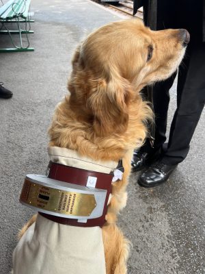 Lynton & Barnstaple Railway collection dog Henry wearing his replica Southern Railway collection box. Photo courtesy Lynton & Barnstaple.