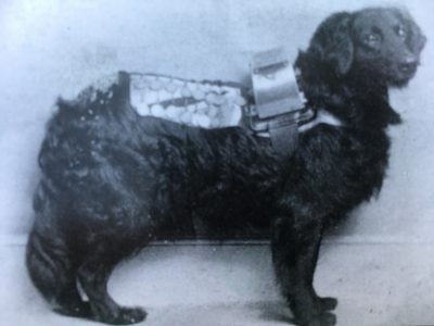 Historic photo of London Jack V, a black retriever who worked as a collection dog for the Southern Railway. Courtesy Lynton & Barnstaple