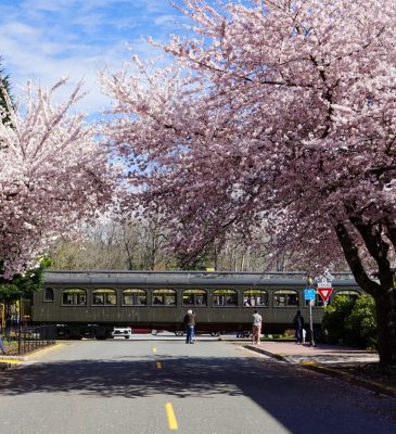 The Museum's train crosses King St. next to the historic Snoqualmie Depot, framed by blooming cherry trees. A volunteer waves at the train as it crosses