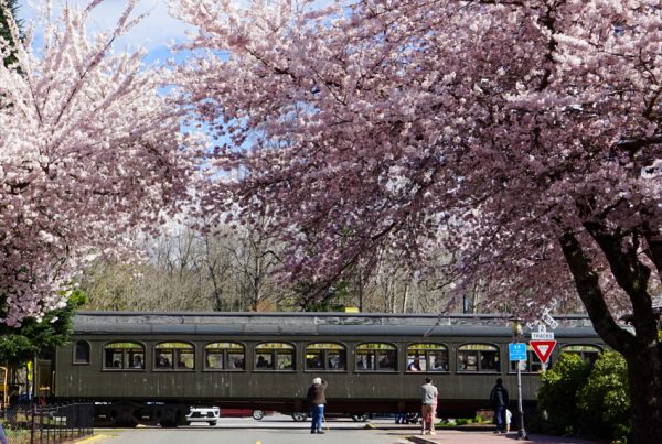 The Museum's train crosses King St. next to the historic Snoqualmie Depot, framed by blooming cherry trees. A volunteer waves at the train as it crosses