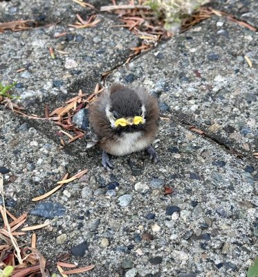 A fledgling watches the photographer in the parking lot at the RHC